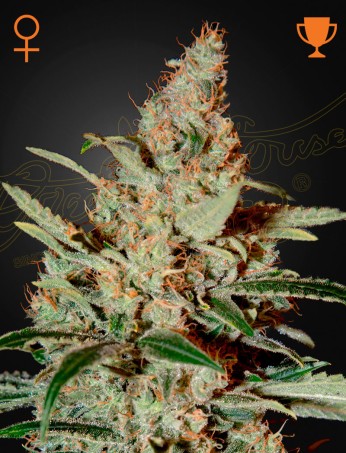 Chemdog von Green House Seed Co.