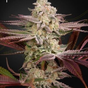 Chemical Bride von Green House Seed Co.