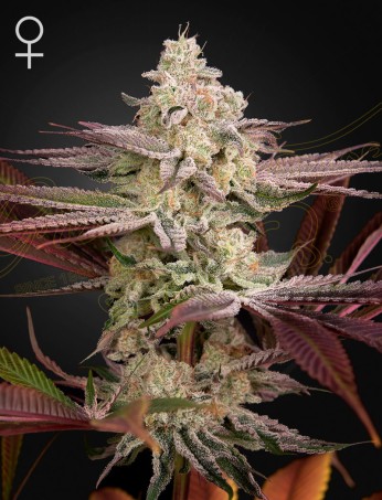 Chemical Bride von Green House Seed Co.