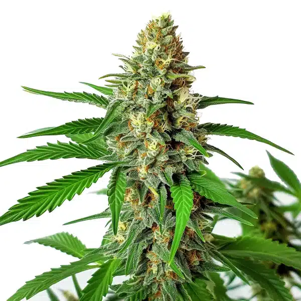 Mamba Negra Auto Blimburn Seeds