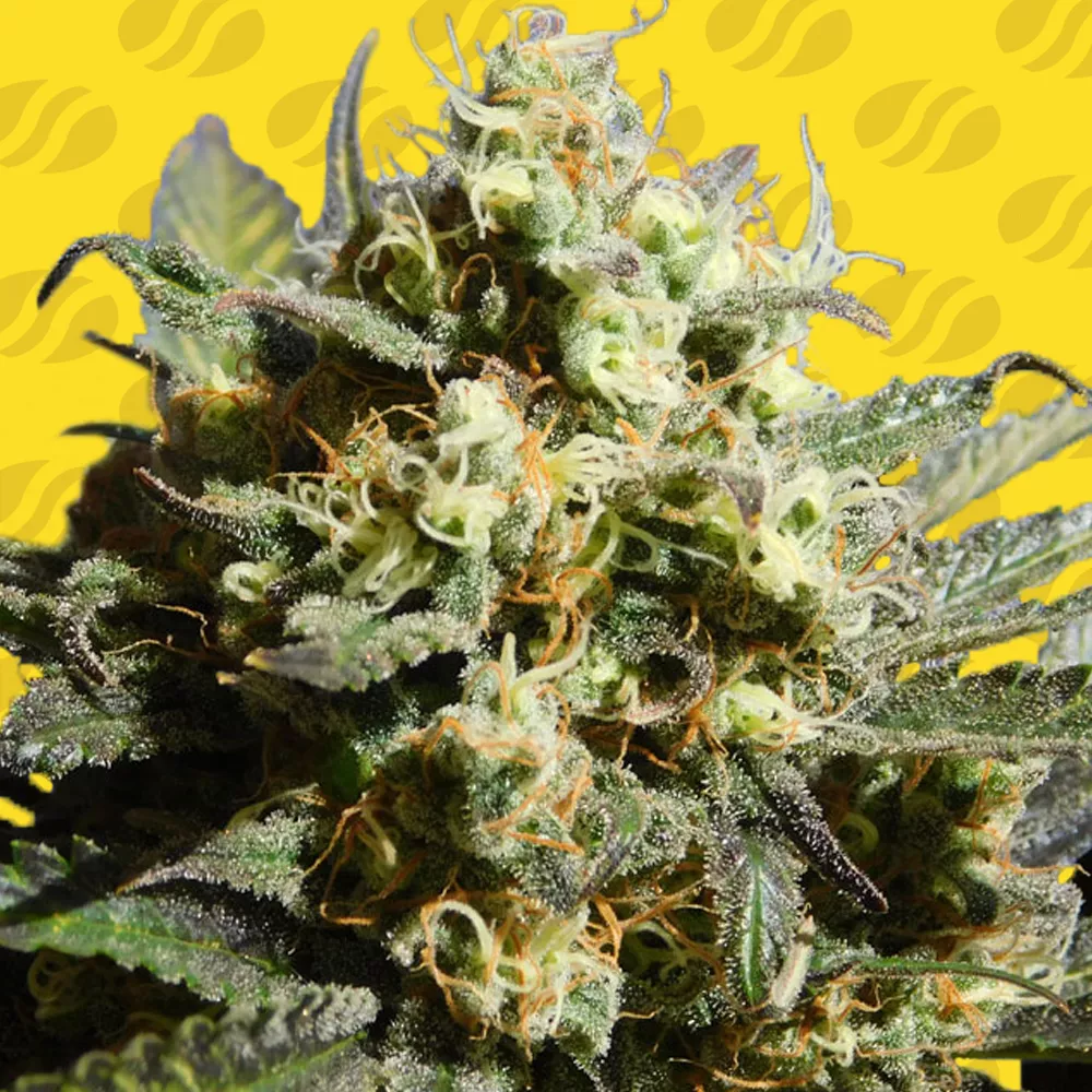 Cherry Alien Auto Original Sensible Seeds