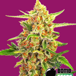 Cherry Bomb von Bomb Seeds