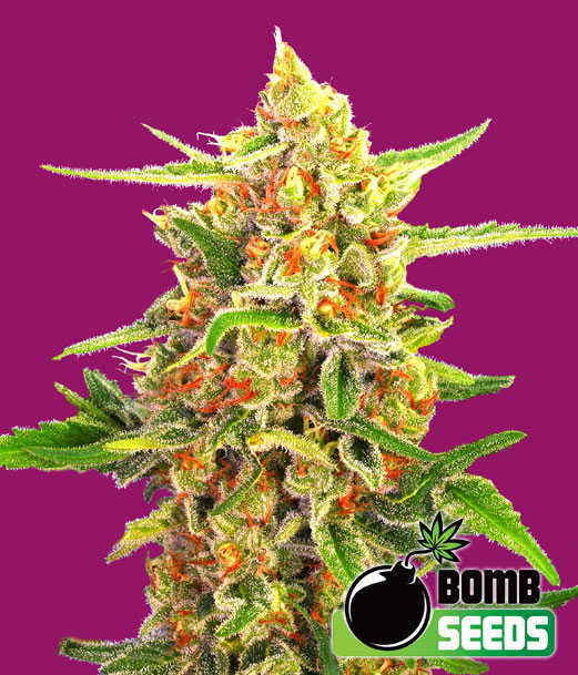 Cherry Bomb von Bomb Seeds