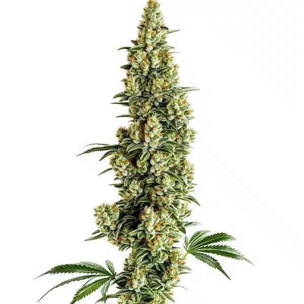 Chocolopez Fast Version Blimburn Seeds