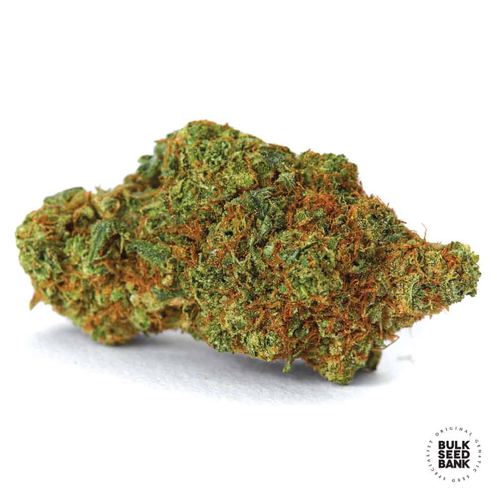 Chronical Bulk Seed Bank