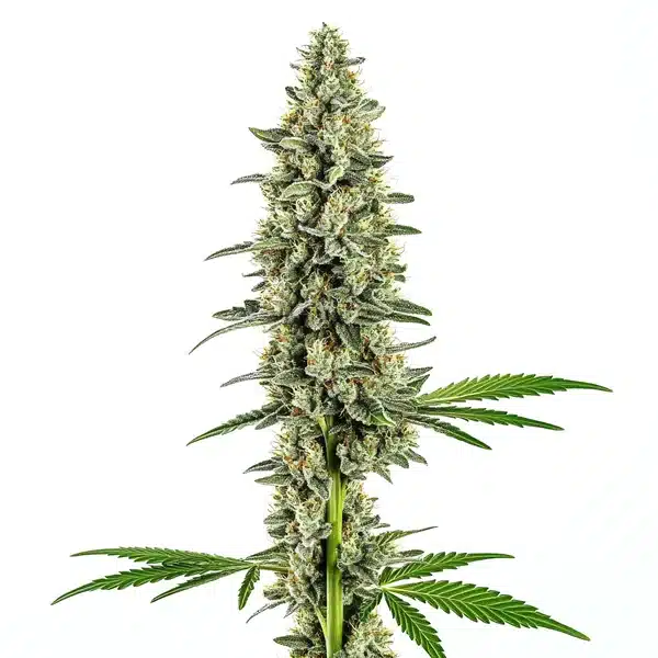 Cindy 99 Regular Blimburn Seeds