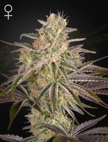 Cloud Walker von Green House Seed Co.