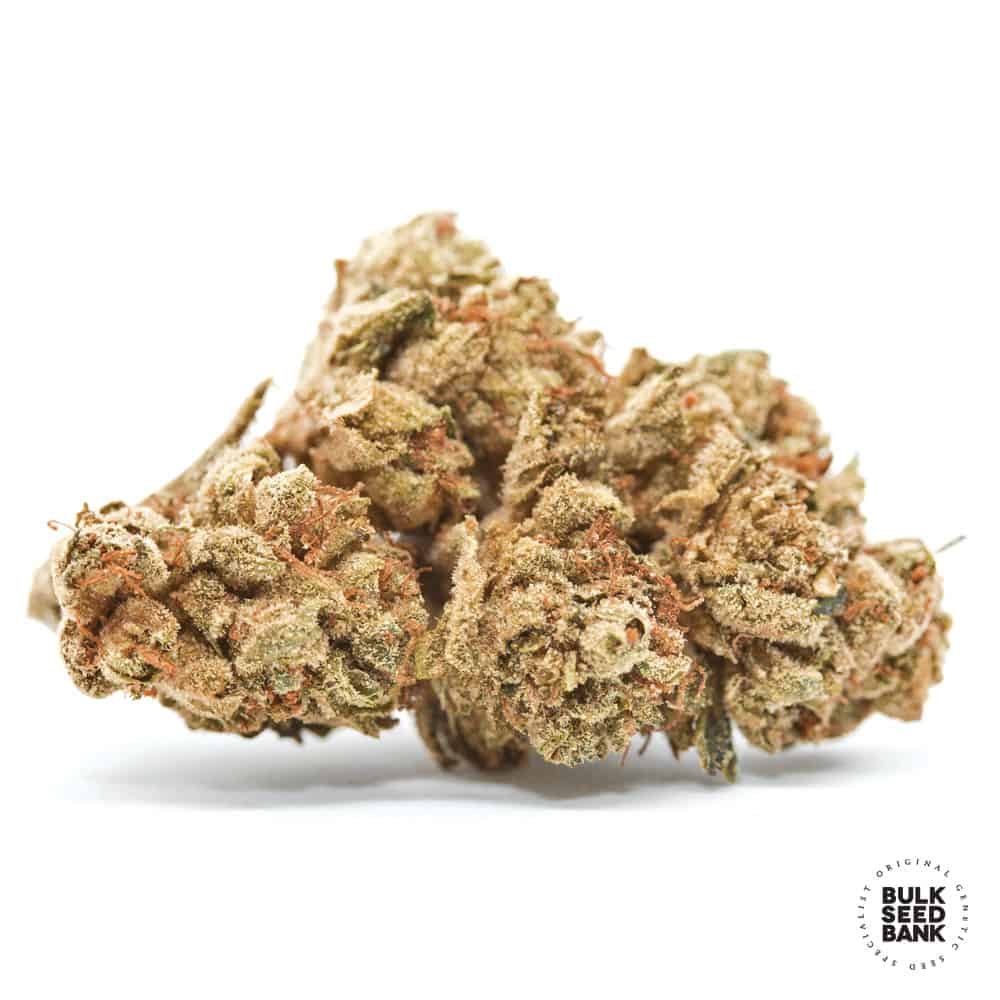 Cocopopo Bulk Seed Bank