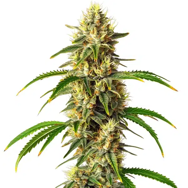 Critical Auto Blimburn Seeds