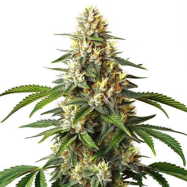 Critical Daddy Purple Blimburn Seeds