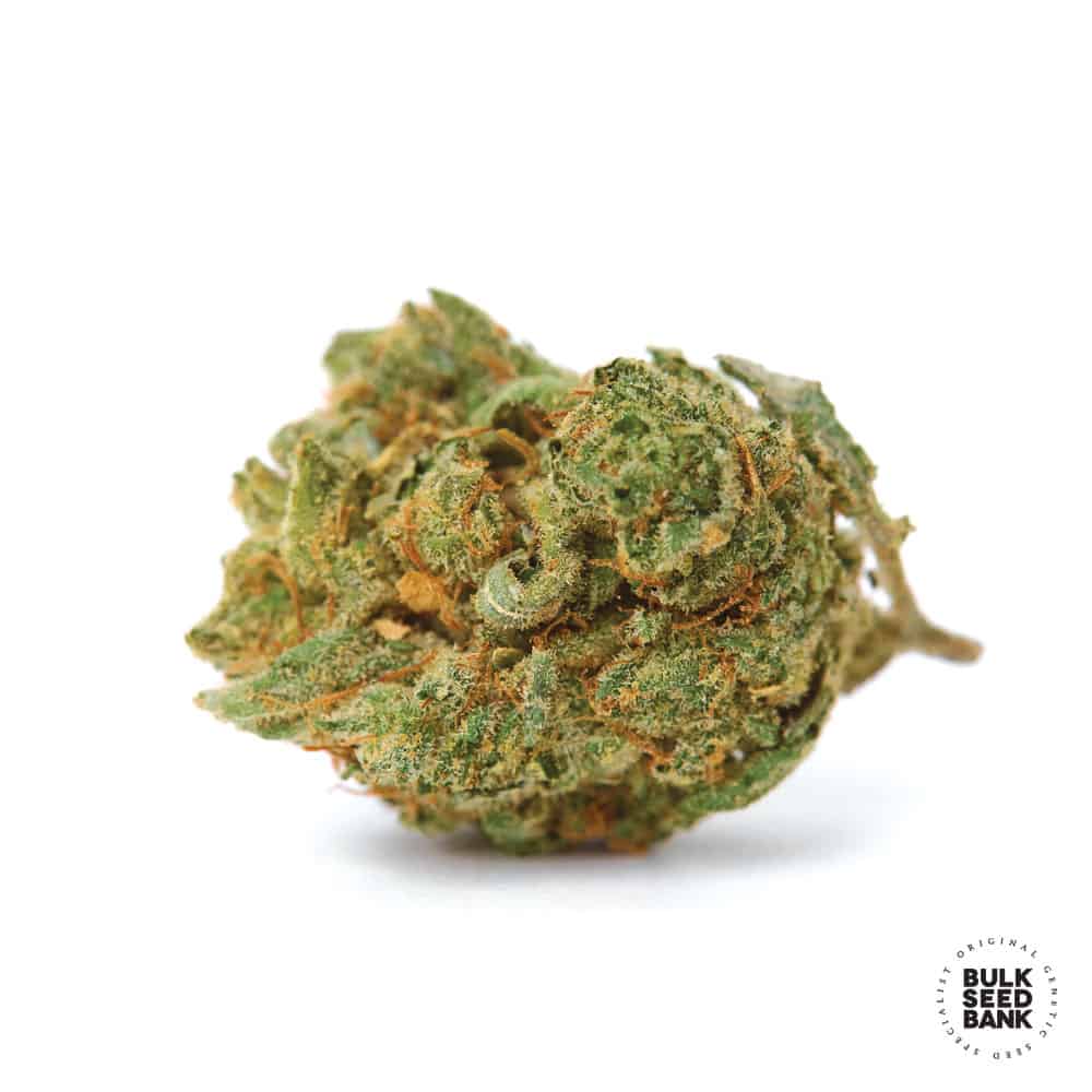 Critical Bulk Seed Bank