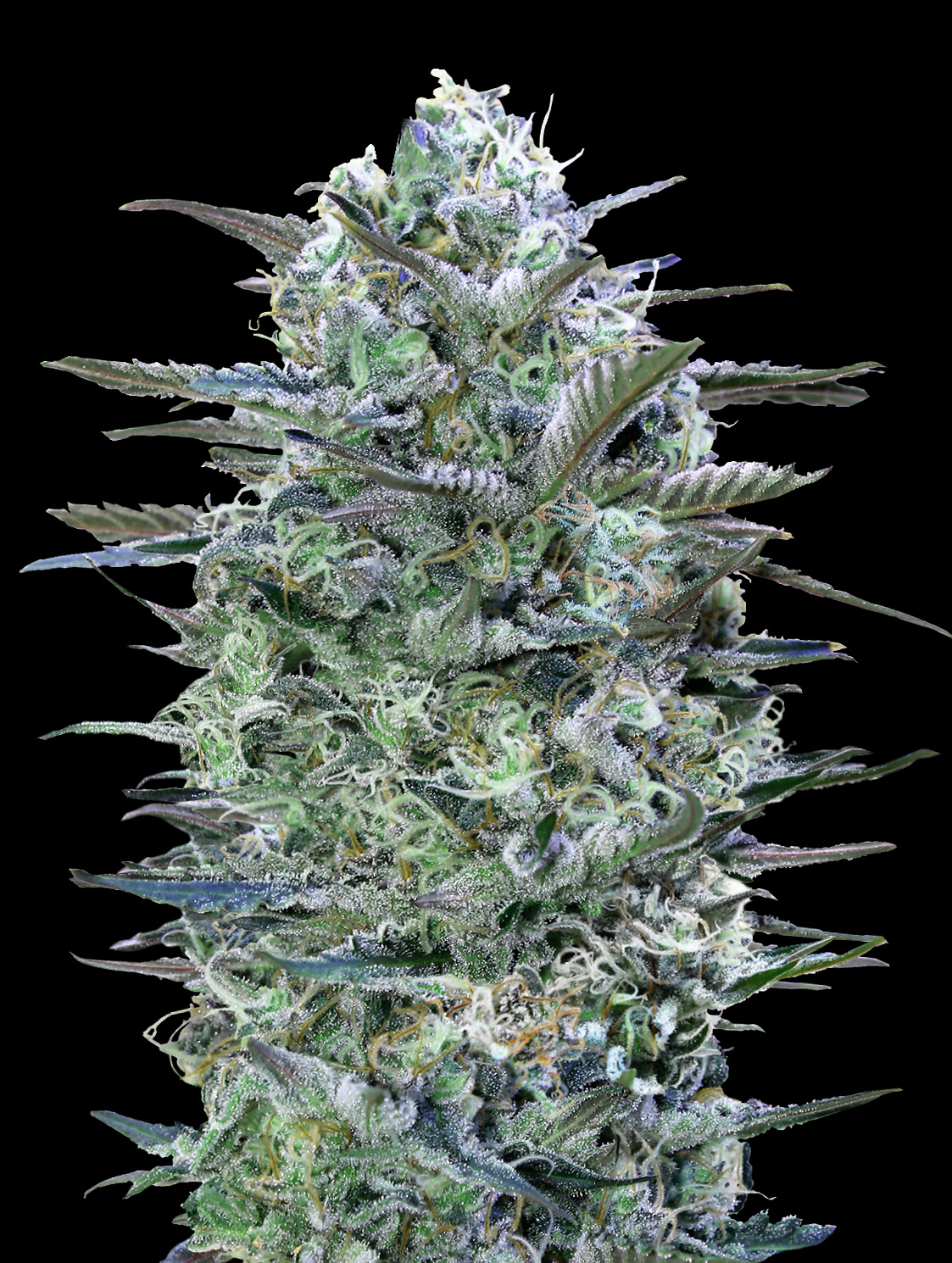 Critical Lemon Advanced Seeds