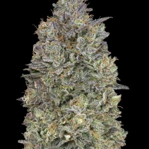 Critical Purple Kush von Advanced Seeds