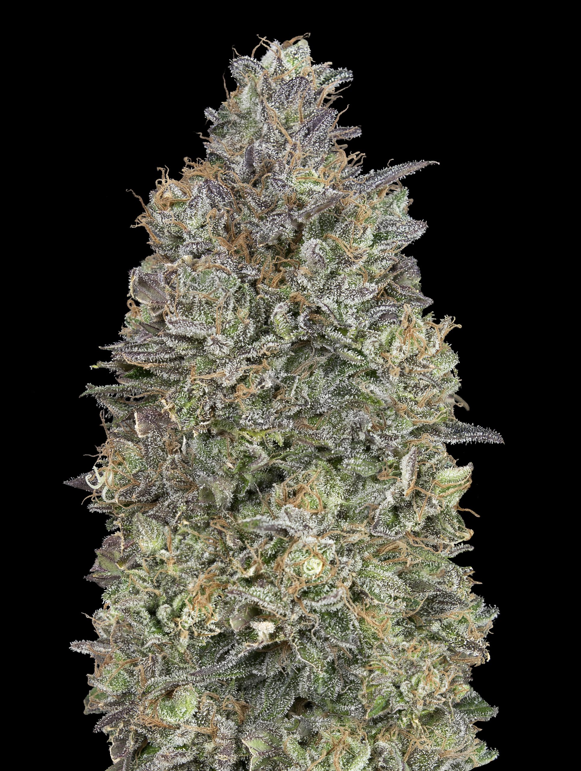 Critical Purple Kush von Advanced Seeds