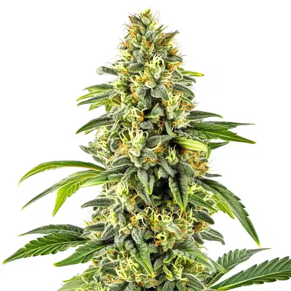 Cindy 99 Regular Blimburn Seeds