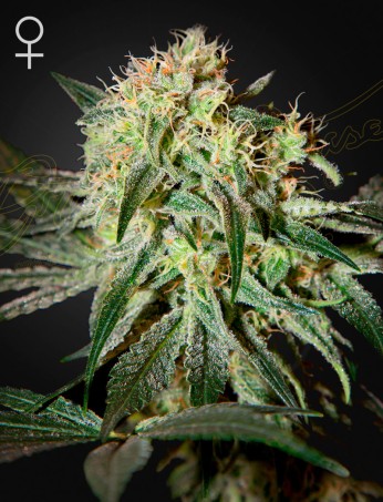 Damn Sour von Green House Seed Co.