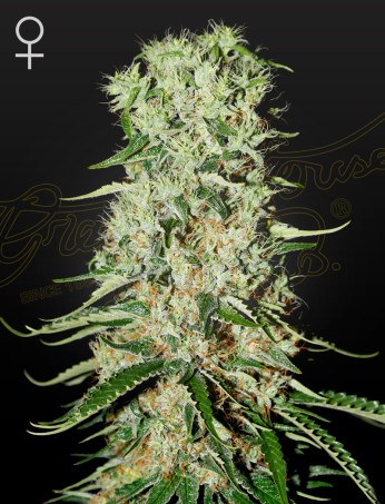 Damnesia von Green House Seed Co.