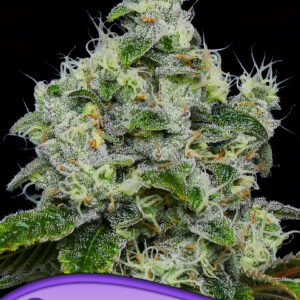 Dankberry Auto von Anesia Seeds