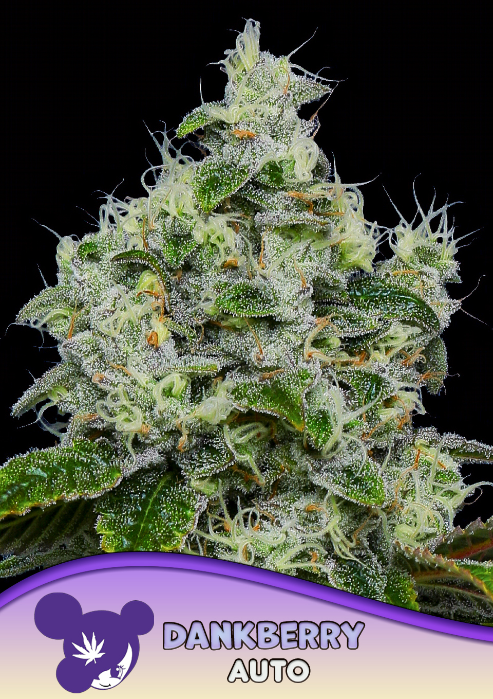 Dankberry Auto von Anesia Seeds