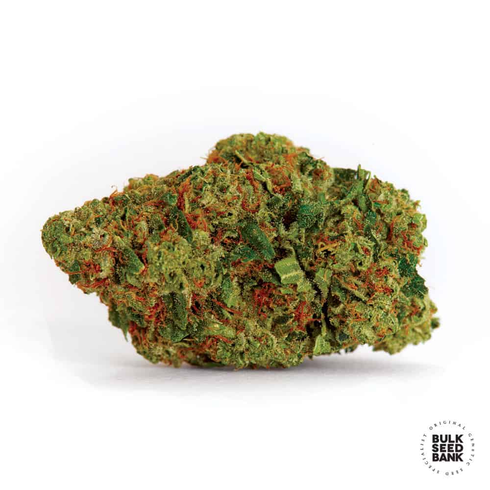 Dark Domina Bulk Seed Bank