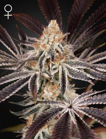 Dark Phoenix von Green House Seed Co.