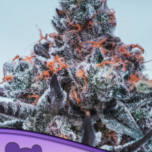 Deep Jealousy Auto von Anesia Seeds
