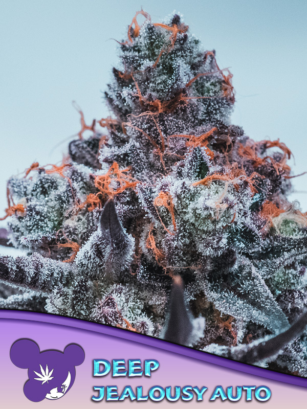 Deep Jealousy Auto von Anesia Seeds