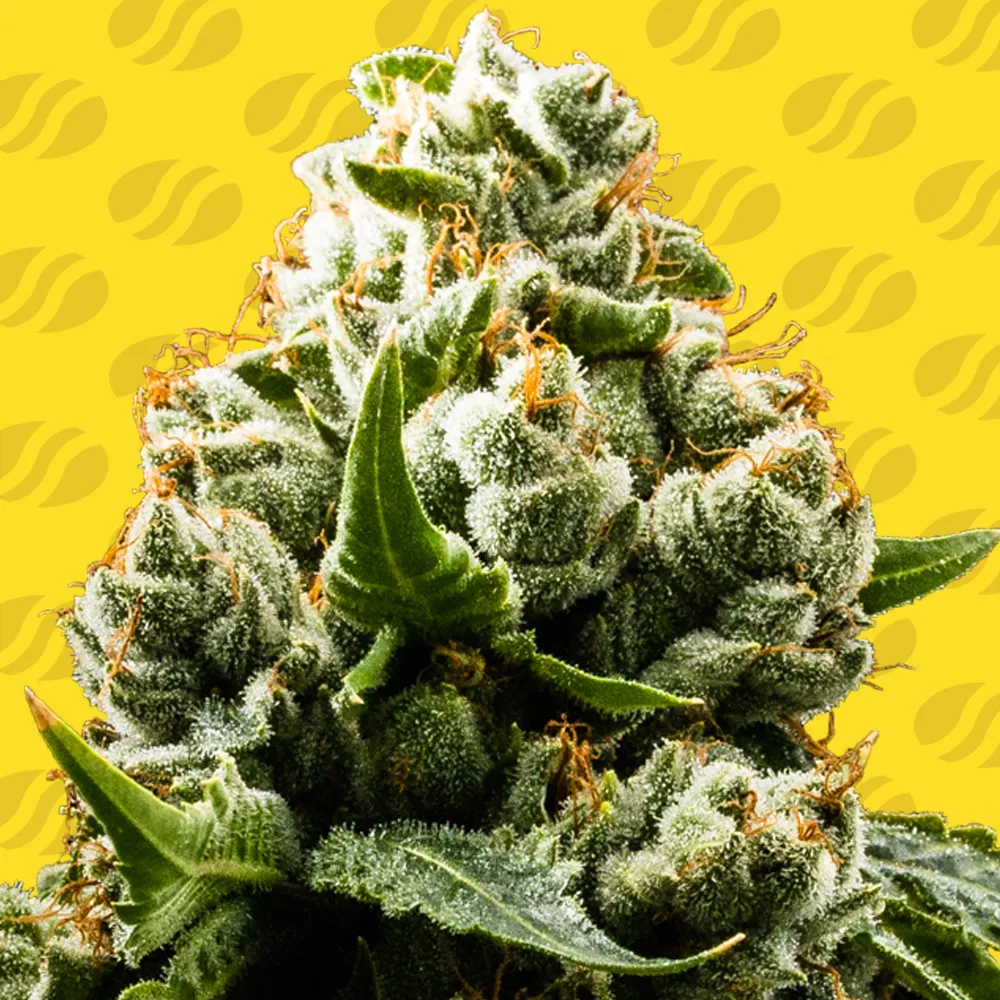 Do Si Dos Auto Original Sensible Seeds