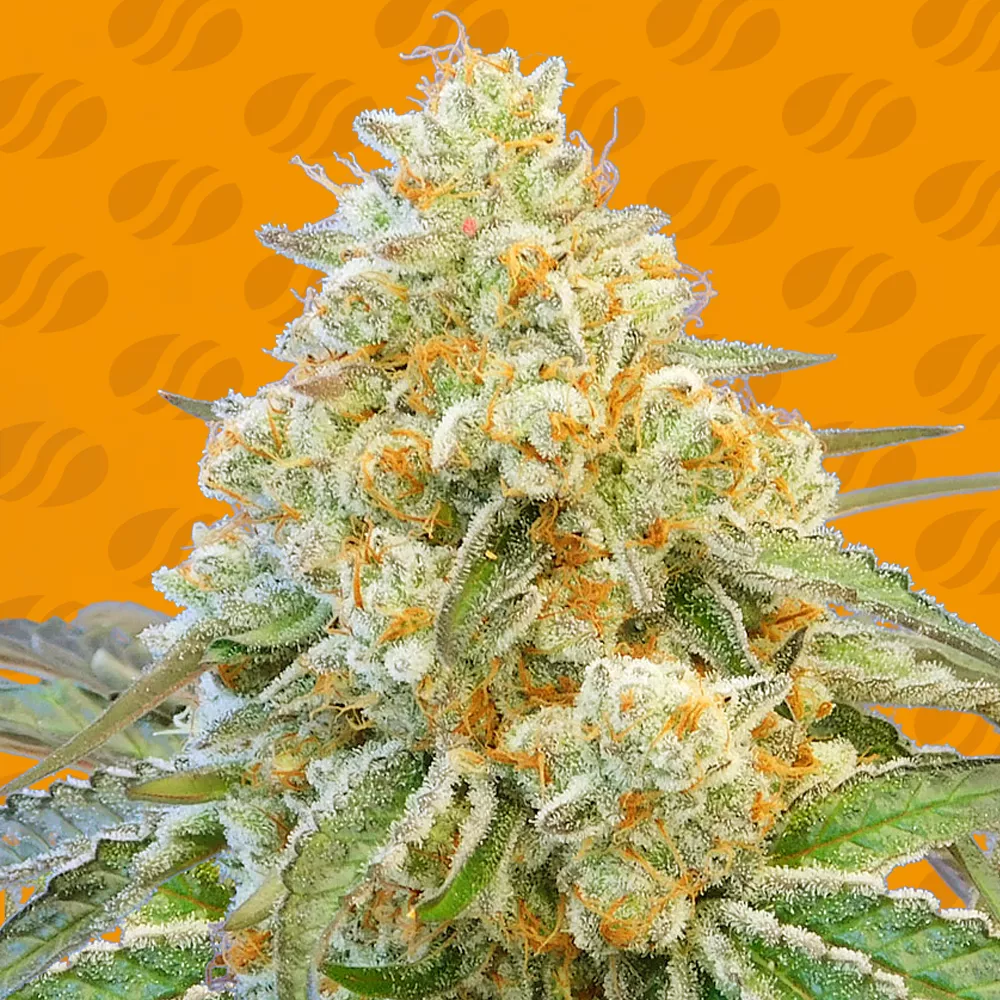 Do Si Dos OG Original Sensible Seeds