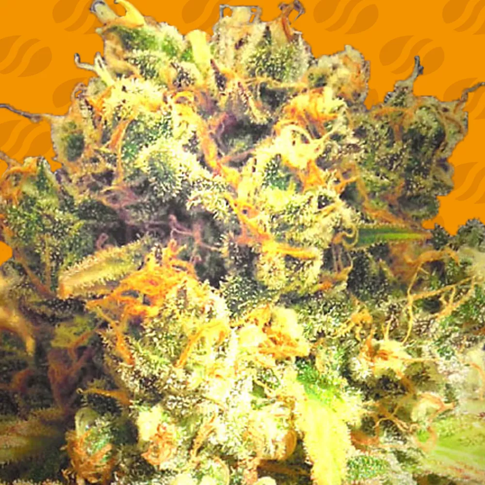Dr Bruce Banner CBD Original Sensible Seeds