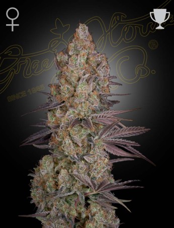 Exodus Cheese von Green House Seed Co.