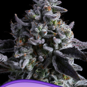 Elementz von Anesia Seeds