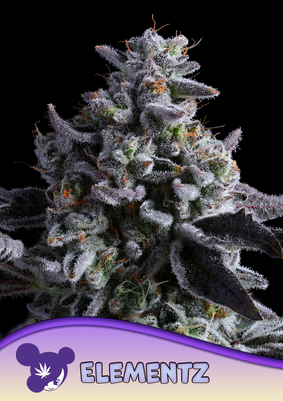 Elementz von Anesia Seeds