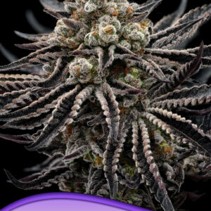 EPIC BUZZ von Anesia Seeds