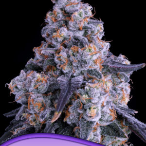 Epic Buzz Auto von Anesia Seeds