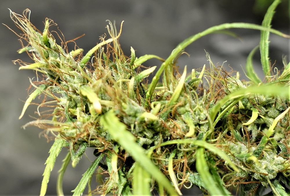 Ethiopia von ACE Seeds
