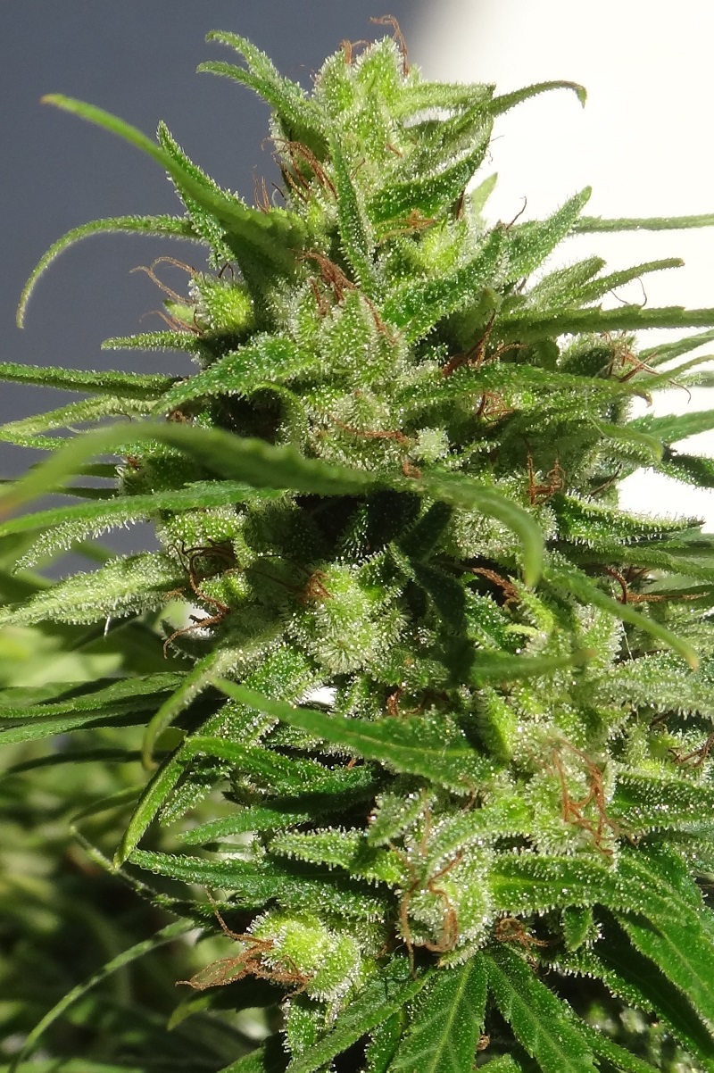 Ethiopia von ACE Seeds