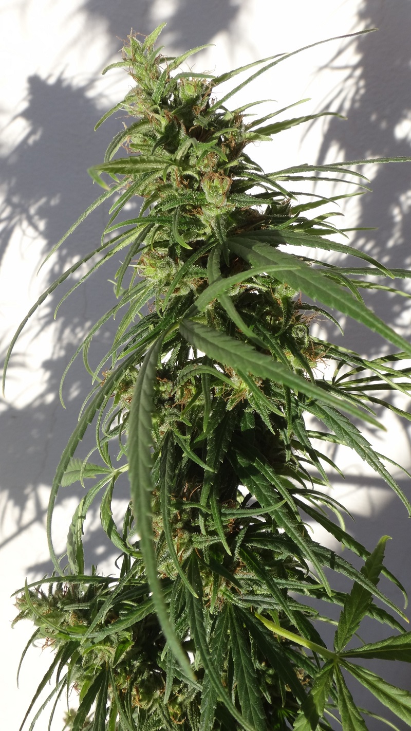 Ethiopia von ACE Seeds
