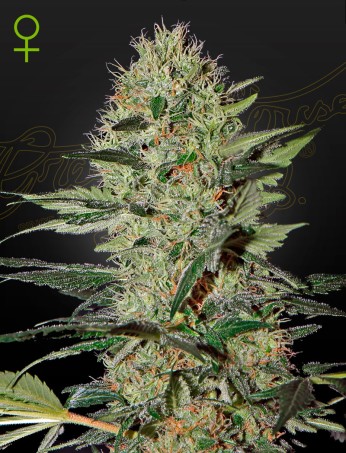 Exodus Cheese Auto von Green House Seed Co.