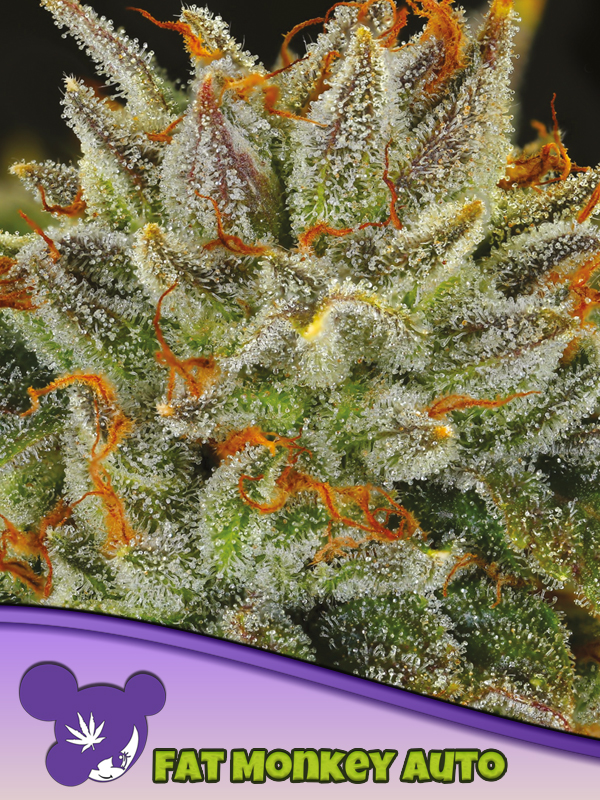 Fat Monkey Auto von Anesia Seeds