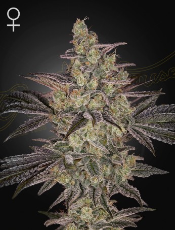Frosted Guava Autoflowering von Green House Seed Co.