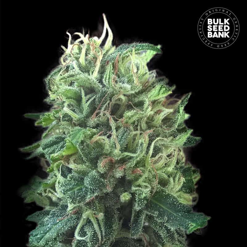 Green Scout Cookies