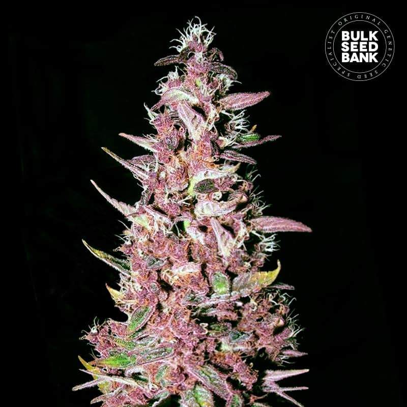 Purple Glam Kush Feminised
