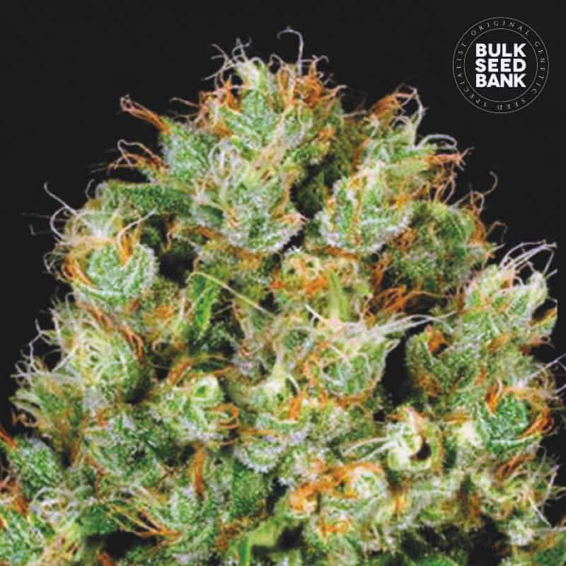 Sour Diesel Feminised