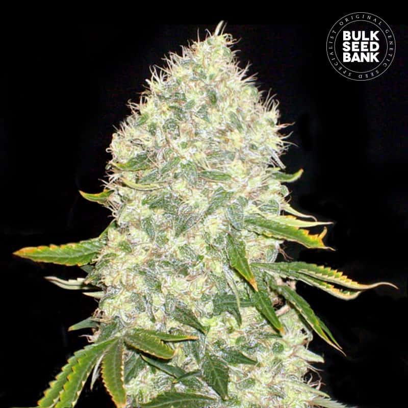 White Widow Feminised