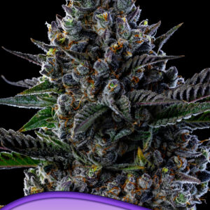 First Lady von Anesia Seeds