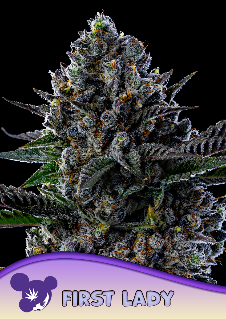 First Lady von Anesia Seeds