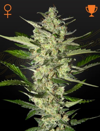 Flowerbomb Kush 10 St. Green House Seed Co.