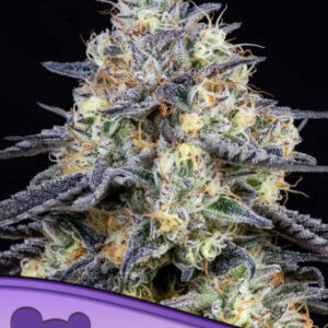 Foster von Anesia Seeds
