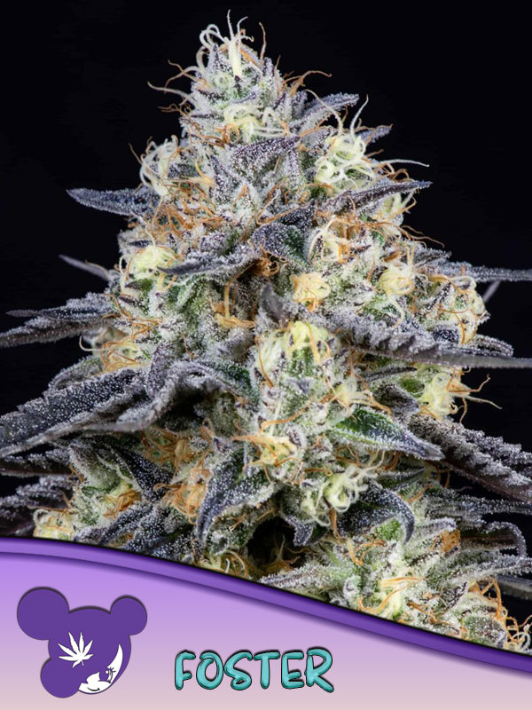Foster von Anesia Seeds
